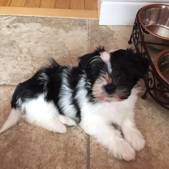 Meet your Posher, Donna - Picture 1 of 1